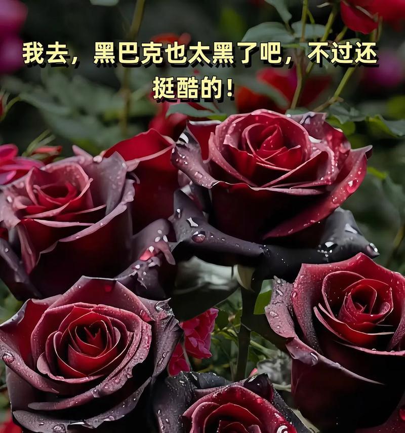 哪种花的花语最受欢迎？花语好的花有哪些？