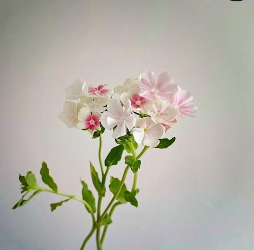 自由慵懒的花语代表什么？哪种花象征自由慵懒？