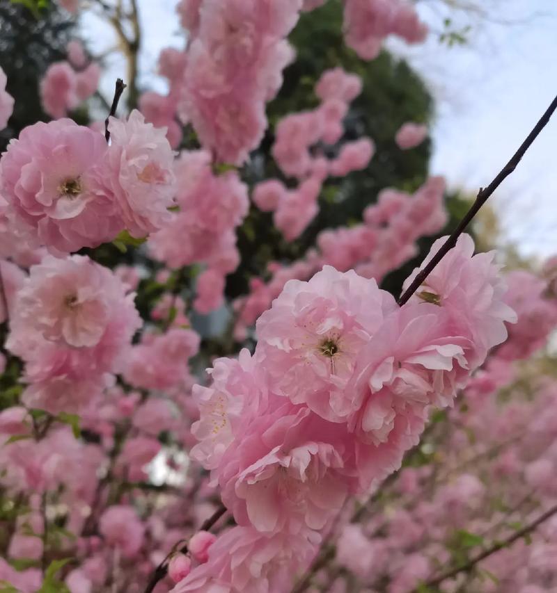 梨花树的花语和寓意有何不同？它们分别代表了什么？