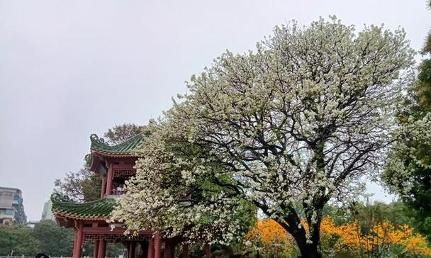 梨花树的花语和寓意有何不同？它们分别代表了什么？