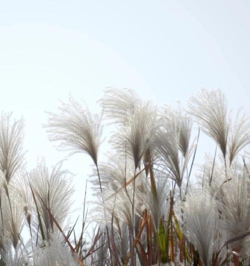 芦苇花语在情感表达中代表什么？
