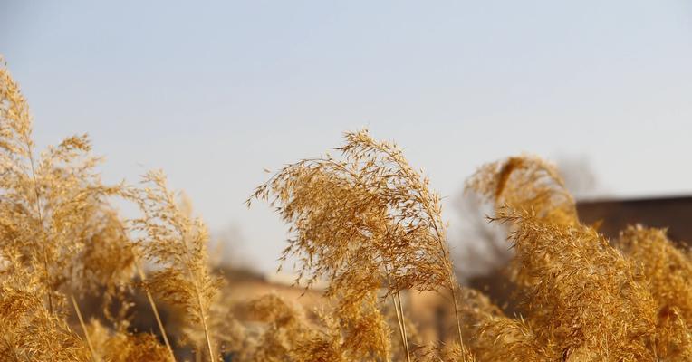 芦苇花语在情感表达中代表什么？