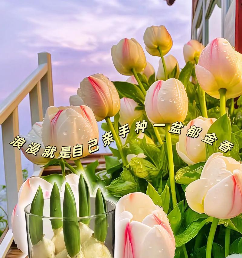 粉玫瑰和郁金香组合的花语是什么？它们共同表达了什么情感？