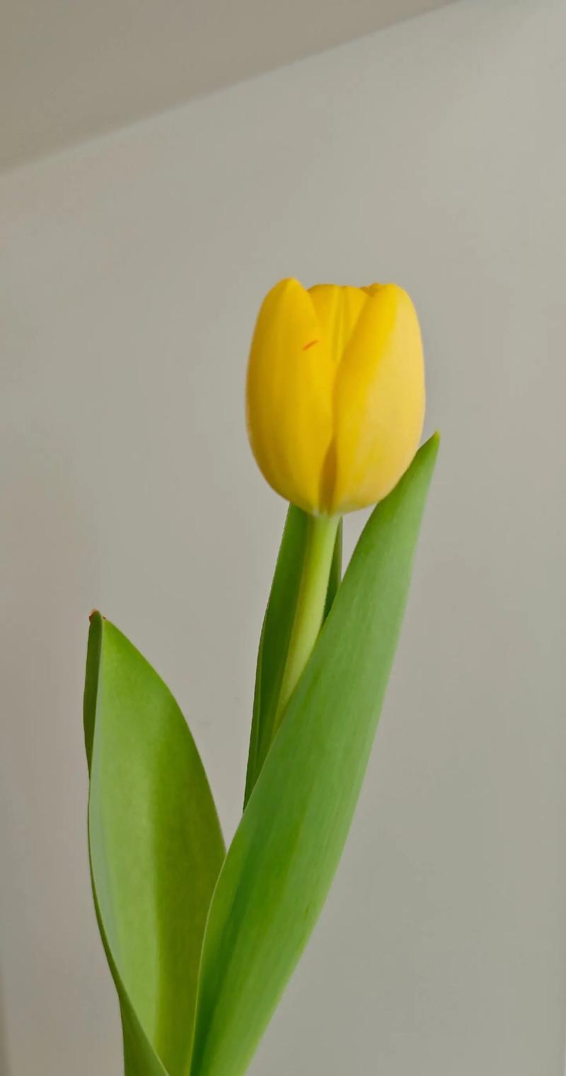 粉玫瑰和郁金香组合的花语是什么？它们共同表达了什么情感？