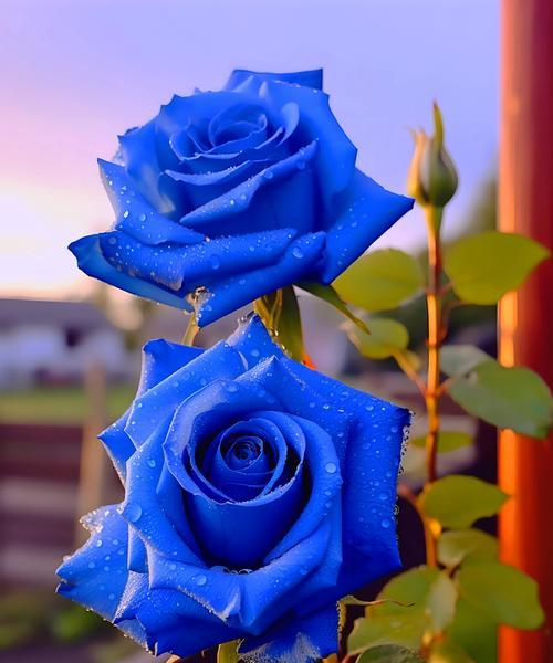 仰慕之情的花语是什么？哪种花代表敬仰？