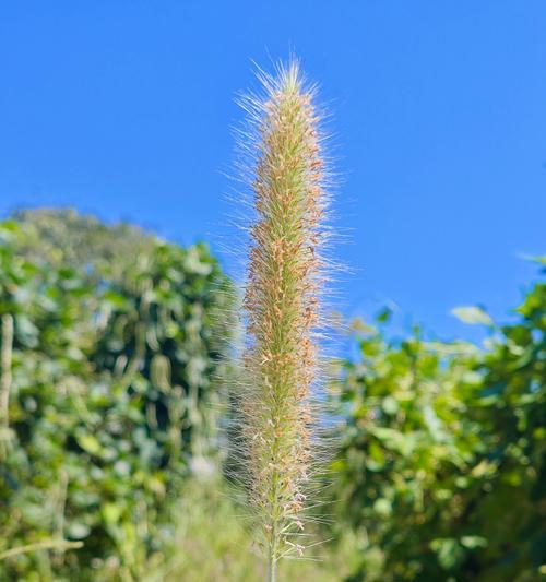 草的花语和功效特点是什么？草的诗词中有哪些花语？