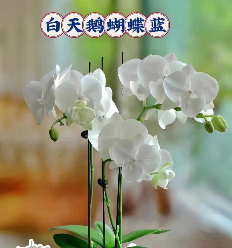 白蓝蝴蝶兰的寓意和花语是什么？