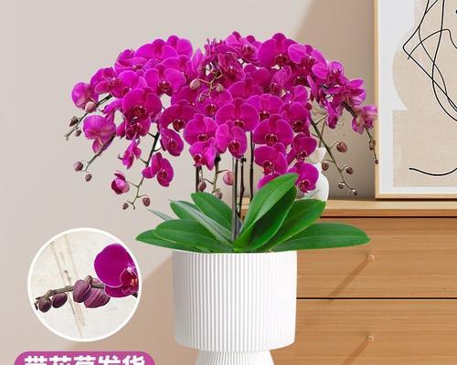 白蓝蝴蝶兰的寓意和花语是什么？