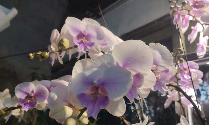 兰花的笑容花语是什么？兰花的养护技巧是什么？