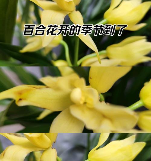 兰花的笑容花语是什么？兰花的养护技巧是什么？