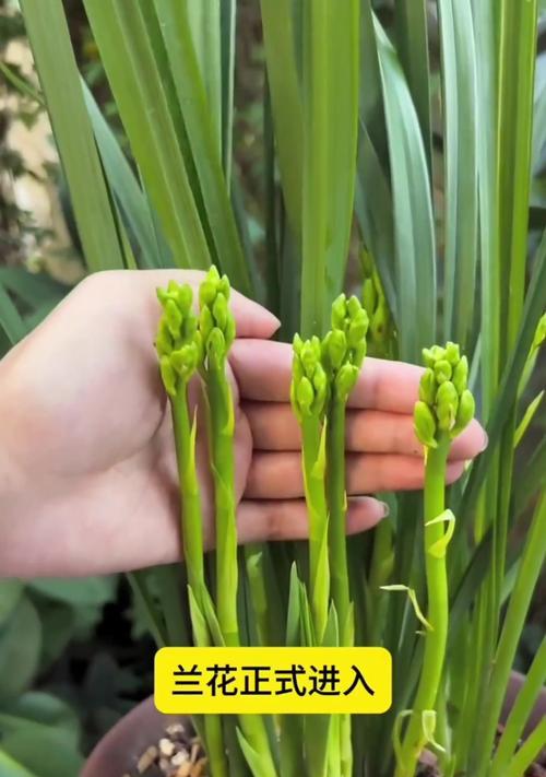 兰花的笑容花语是什么？兰花的养护技巧是什么？