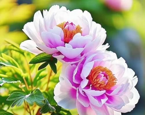 国花牡丹的花语寓意代表什么？
