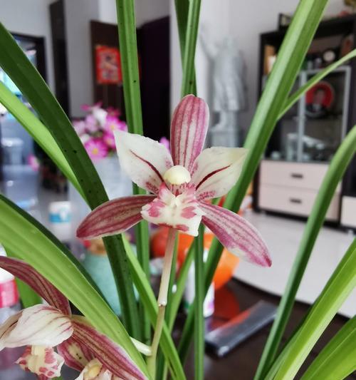 兰黛花的花语代表什么含义？