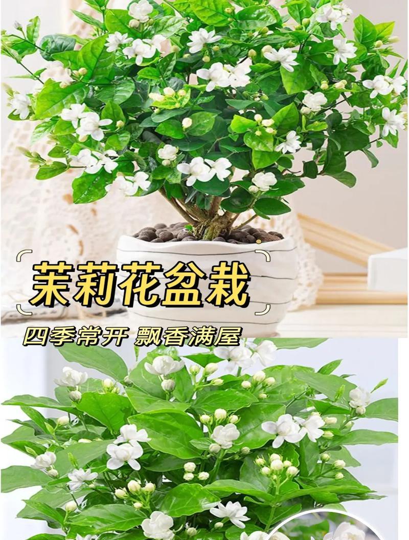 茉莉花的现代花语是什么？它象征着什么？