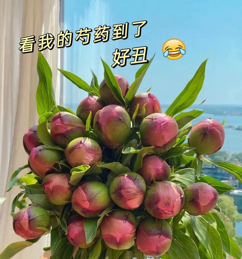 芍药花的花语是什么？为什么芍药花被称为花中之相？