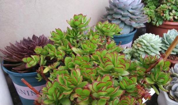 海绵多肉植物的花语有何特别之处？它在多肉爱好者中意味着什么？
