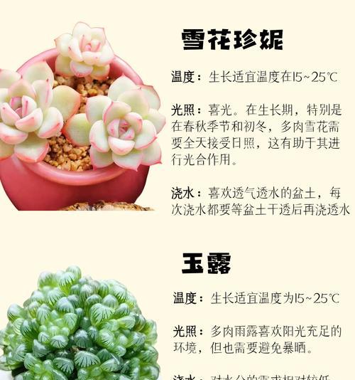 海绵多肉植物的花语有何特别之处？它在多肉爱好者中意味着什么？