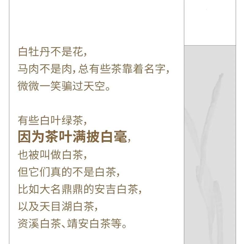 白茶花语代表什么？