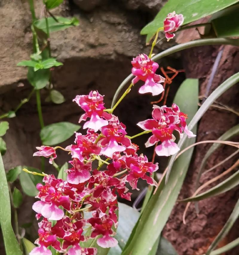 貂蝉是什么兰花的花语和寓意？它象征着什么？
