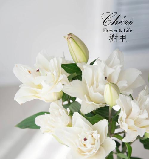 哪种花的花语是白月光？