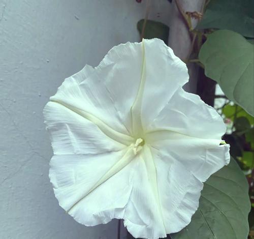 哪种花的花语是白月光？