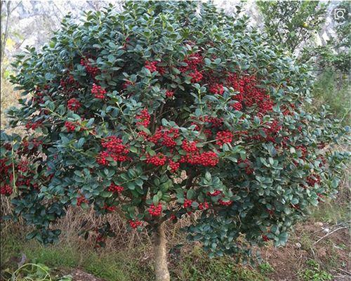 无刺枸骨的花语代表什么？无刺枸骨的花语有哪些？