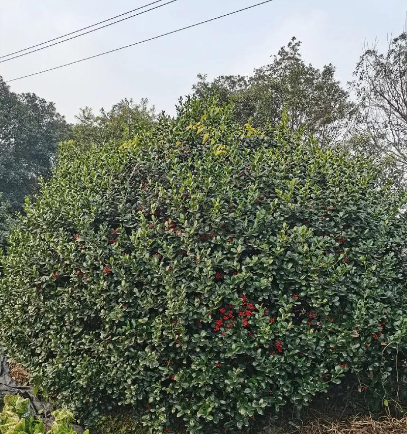 无刺枸骨的花语代表什么？无刺枸骨的花语有哪些？