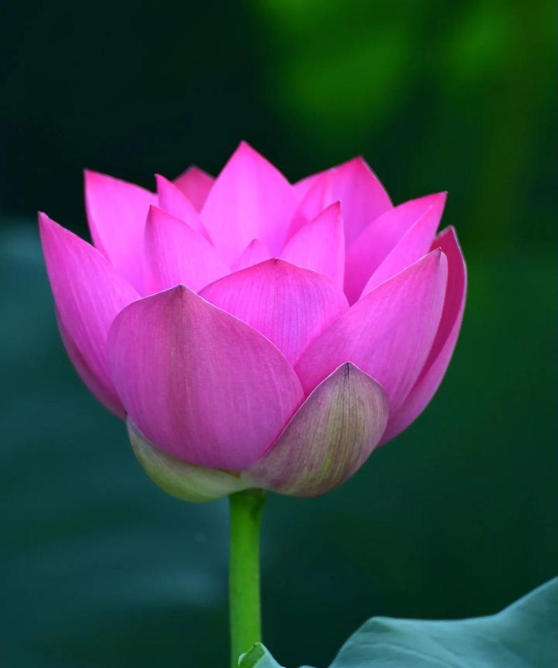 荷花与荷叶的花语有何不同？它们在花语中各自象征着什么？