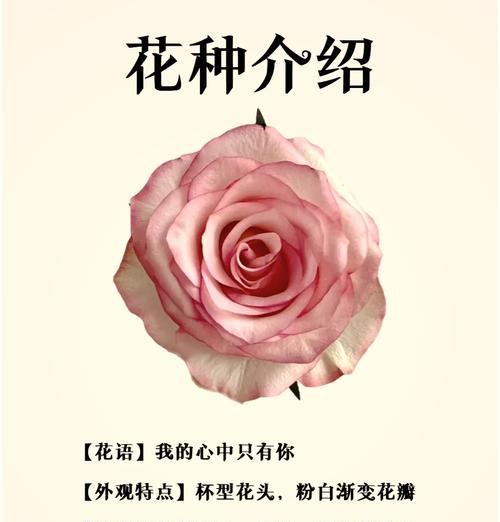 艾莎玫瑰花的花语是什么？它象征着什么？