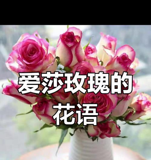 艾莎玫瑰花的花语是什么？它象征着什么？