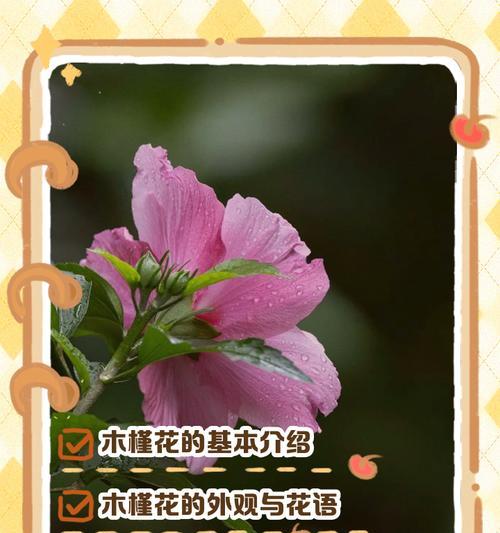 哪种花的花语最动听？它们各自代表了什么？