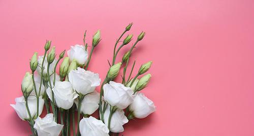 翠星的花语代表什么含义？