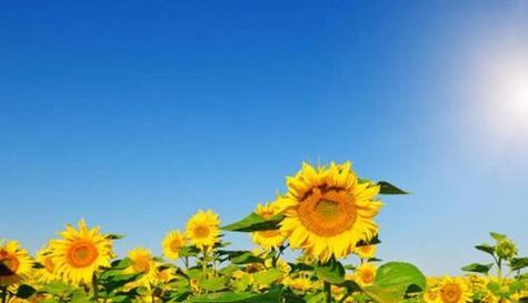 翠星的花语代表什么含义？