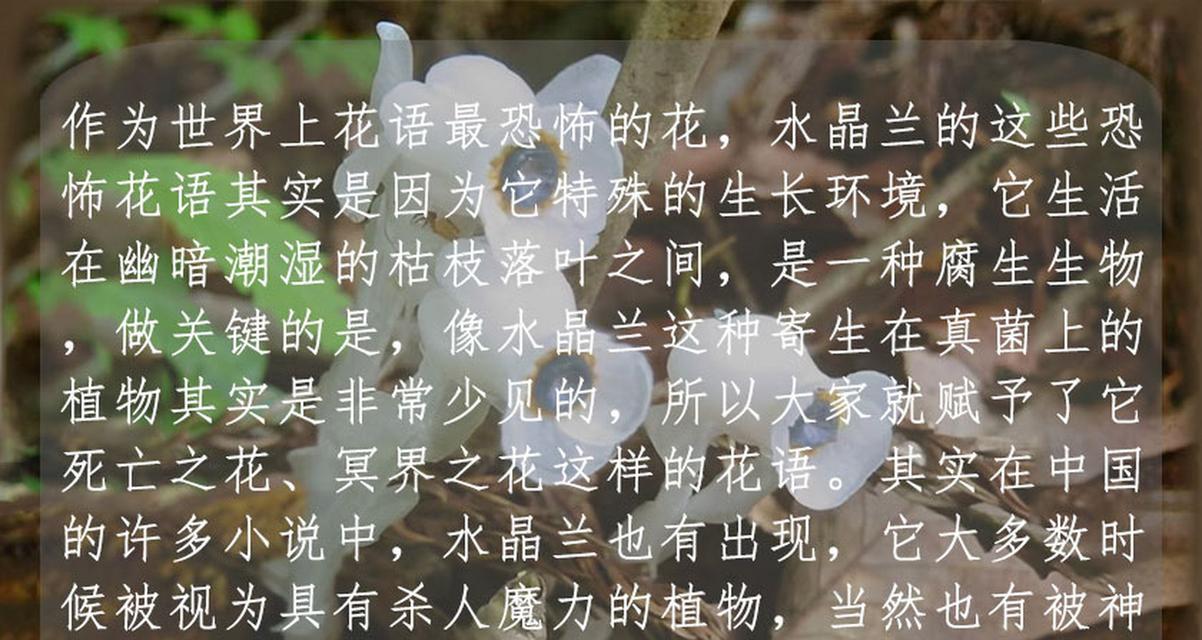 枯树没有花，它的花语又是什么？