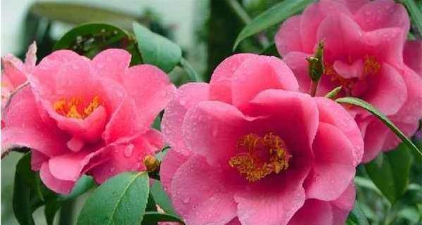励志的白茶花语是什么意思？白茶花在花语中象征什么？