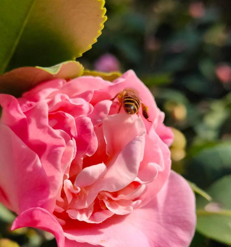 励志的白茶花语是什么意思？白茶花在花语中象征什么？