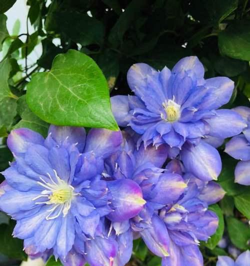 蓝色花象征友情的花语有何深意？