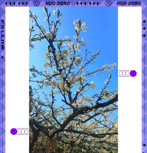 李花的花语象征与寓意是什么？李花代表什么？