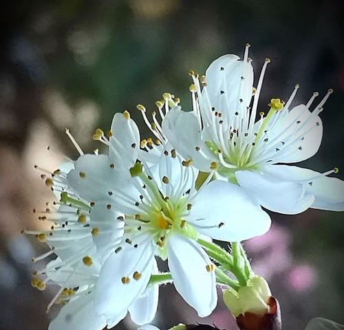 李花的花语象征与寓意是什么？李花代表什么？