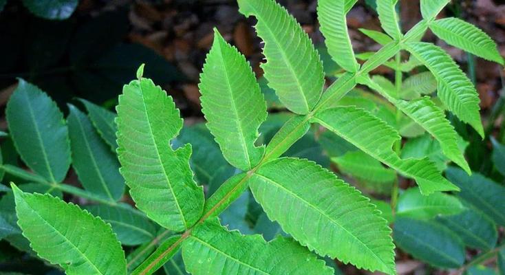 盐麸木的花语有何深意？它象征着什么？