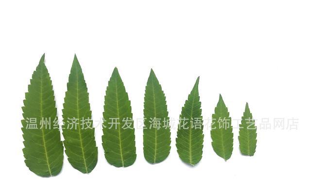 盐麸木的花语有何深意？它象征着什么？