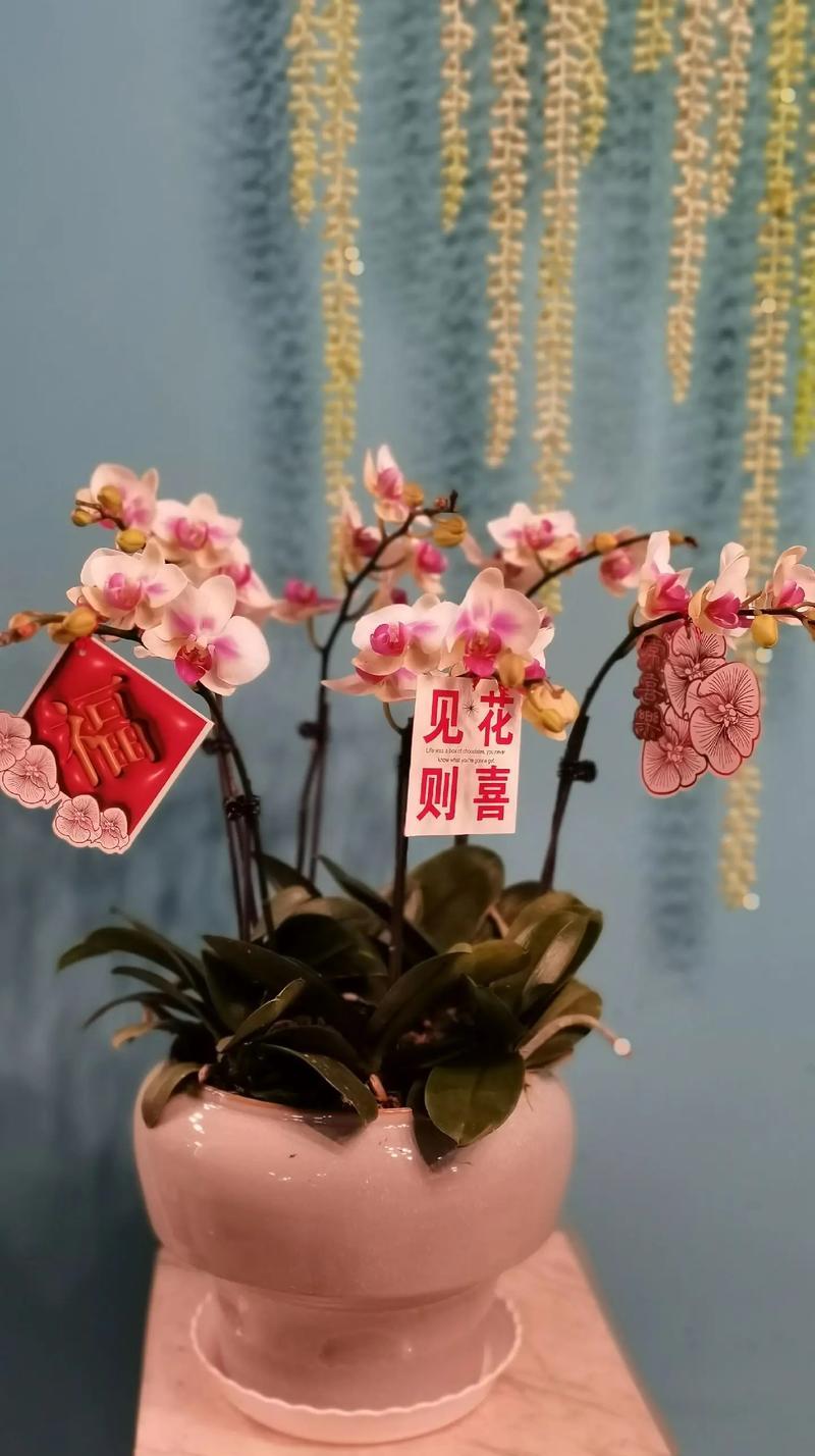 新家搬迁应送哪种花表达祝福？