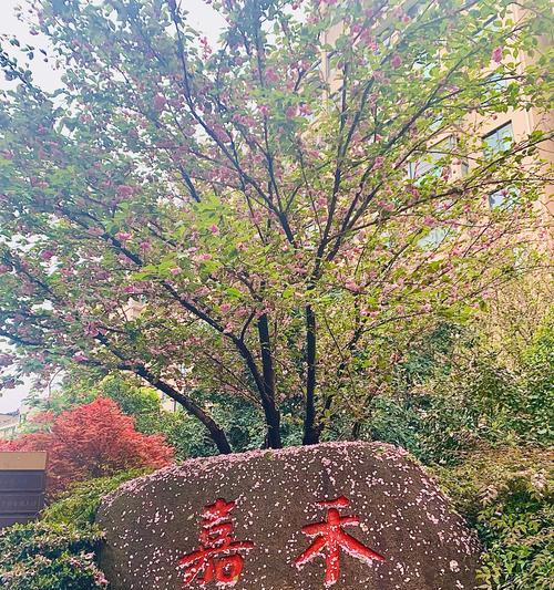 再也没有的花语是什么意思？失去之花的寓意是什么？