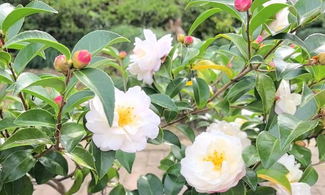 白色山茶花的花语有何含义？