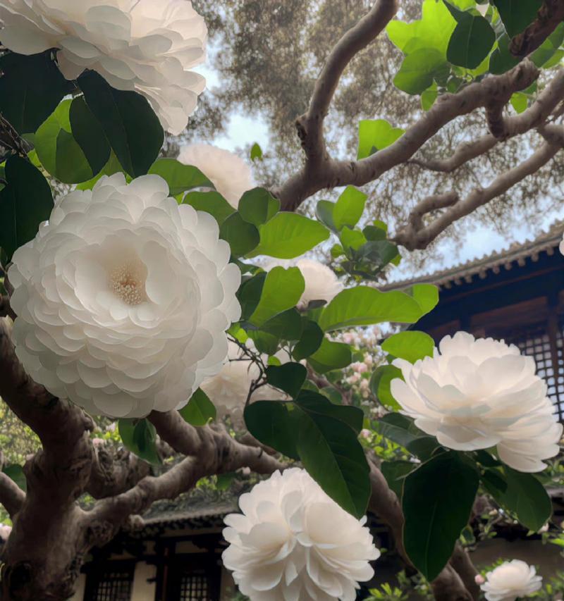 白色山茶花的花语有何含义？