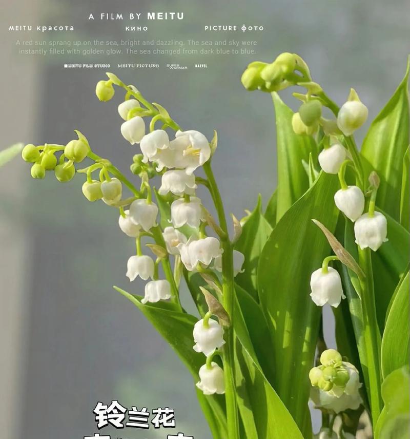 铃兰手链的花语寓意是什么？它象征着什么？