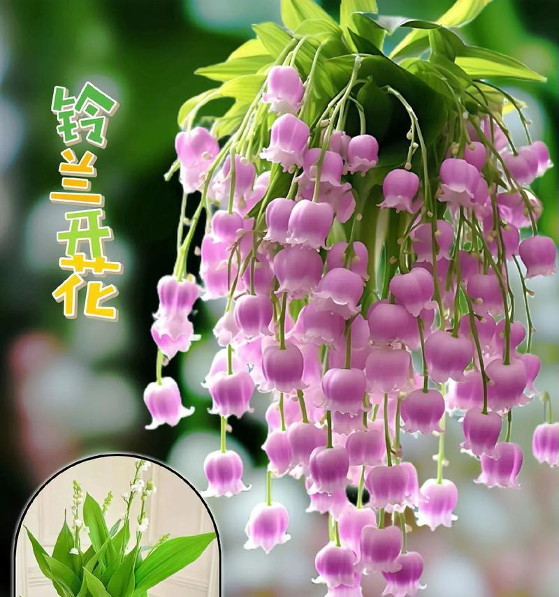 铃兰手链的花语寓意是什么？它象征着什么？
