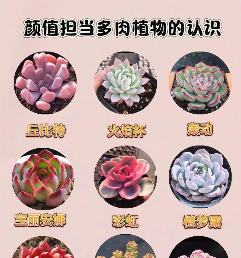 最神奇多肉花语是什么意思？多肉植物的花语有哪些？