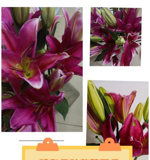 什么花的花语是神秘和高贵？神秘和高贵的花语是什么？