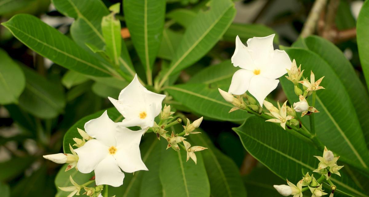 什么花的花语是神秘和高贵？神秘和高贵的花语是什么？